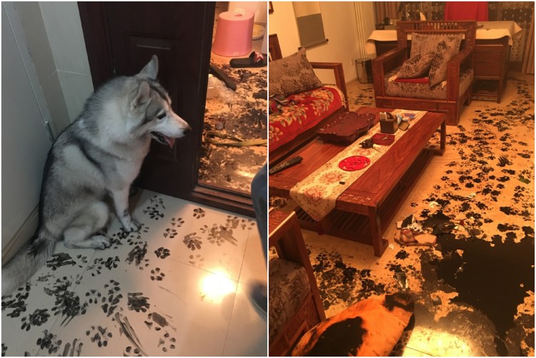 Собака погрызла тетрадь