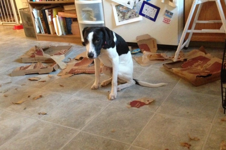 Нашкодивший щенок