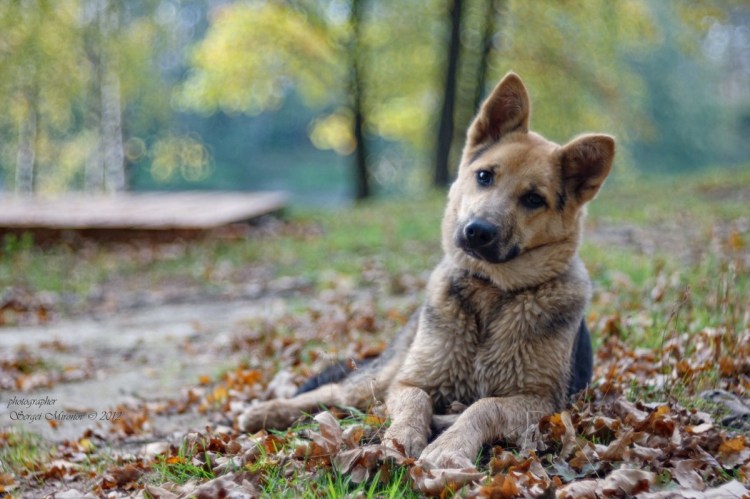 Собака с жалобными глазами