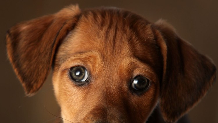 Бассет хаунд глаза