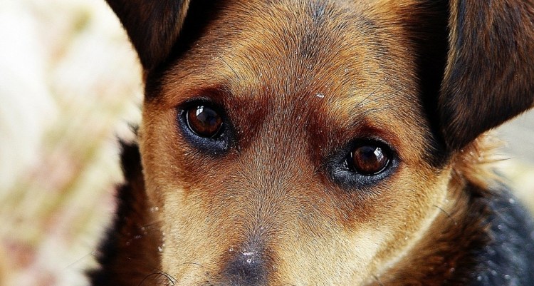 Собака задумалась ме