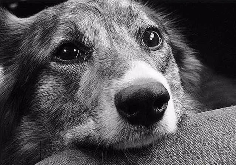 Глаза бордер колли