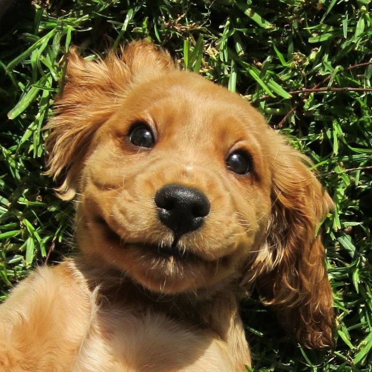 Собака дворняжка рыжая