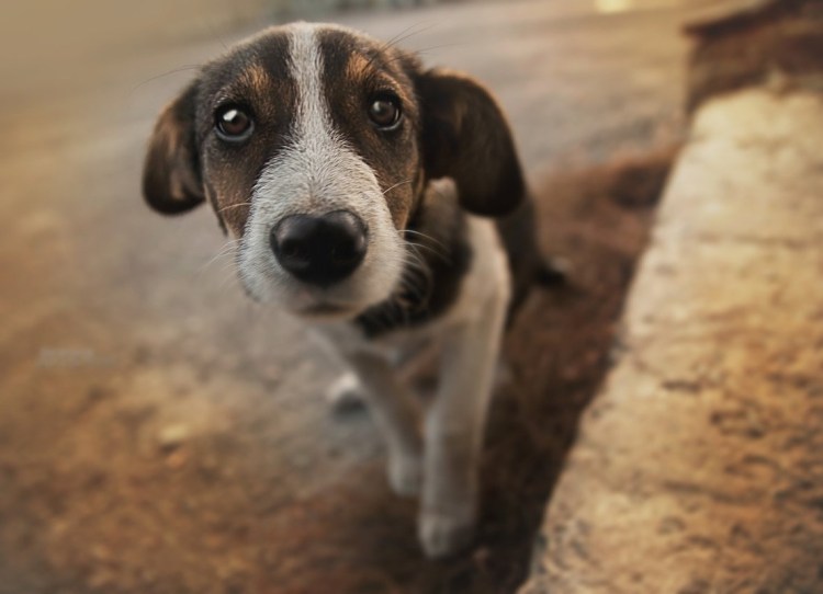 Глаза собаки