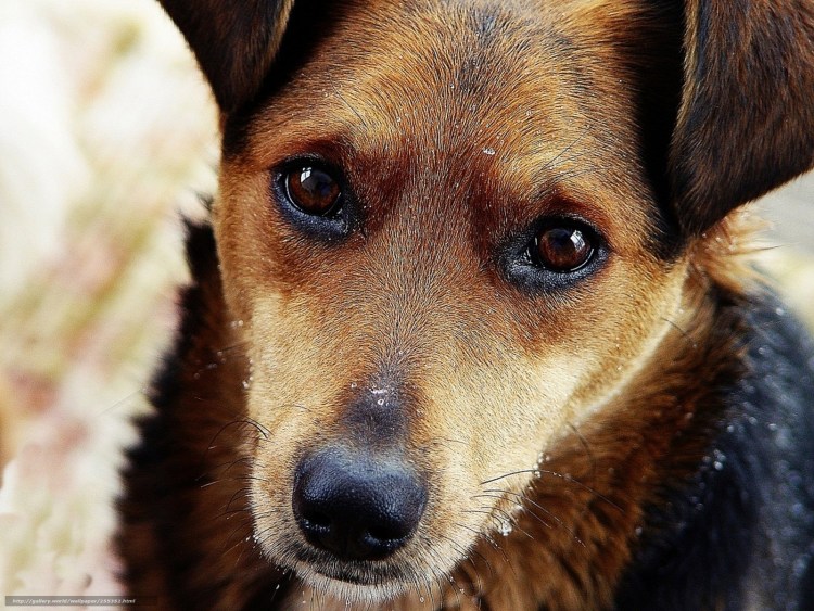 Грустная собака