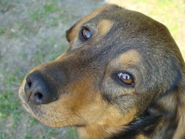 Собака с добрыми глазами