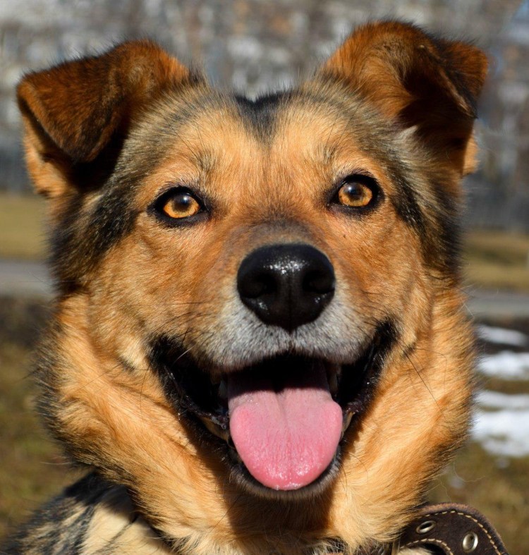 Очень добрая собака