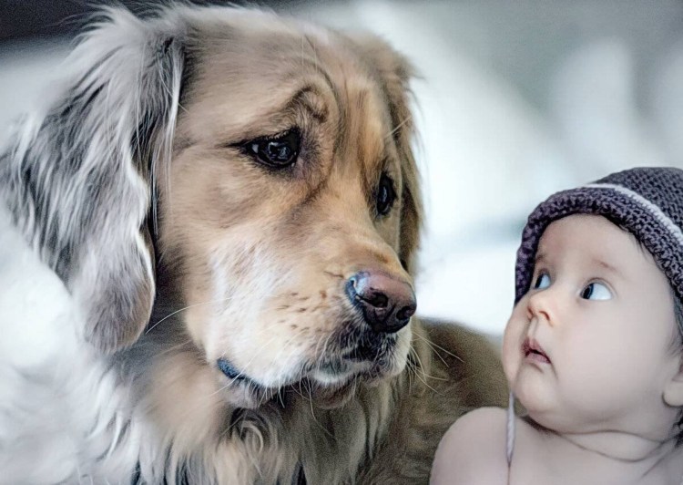 Собака с добрыми глазами