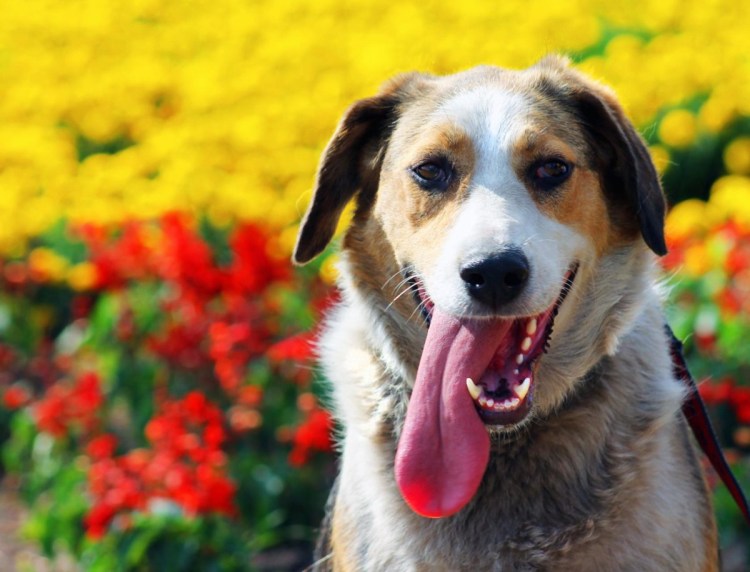 Бигль вислоухий