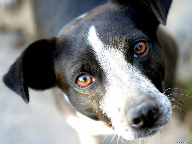 Глаза собаки