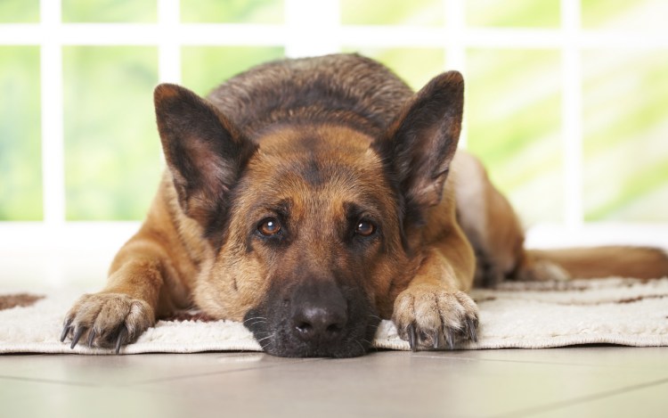 Глаза собаки