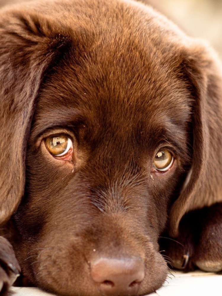 Бездомные животные