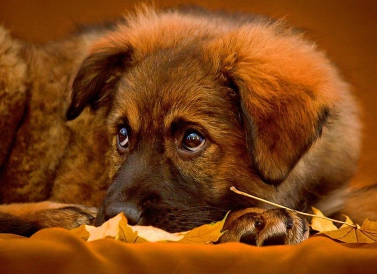 Собака с добрыми глазами