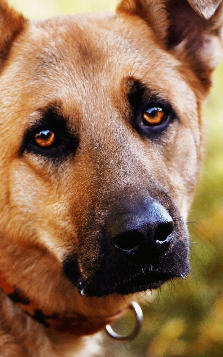 Маленькие дети и животные