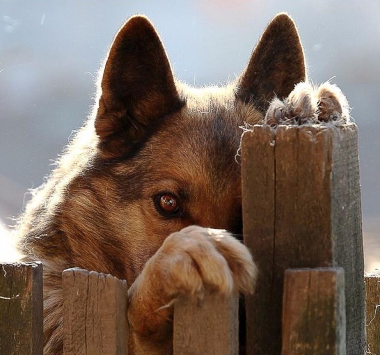 Щенячьи глазки