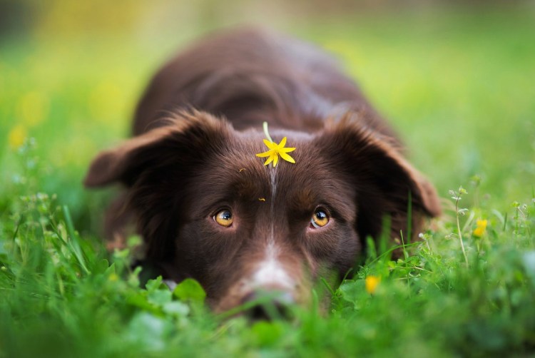 Взгляд собаки