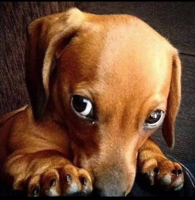 Собака Весна