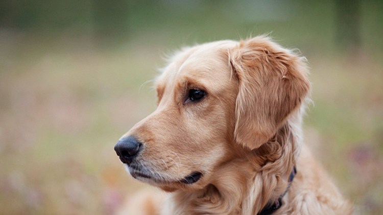 Морда собаки