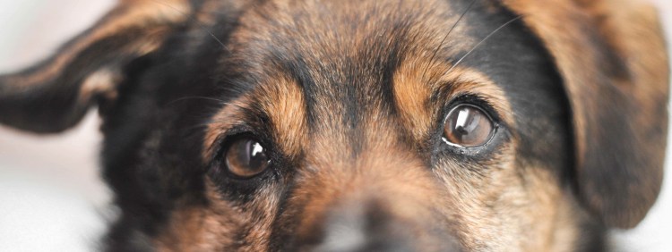 Лопоухая немецкая овчарка