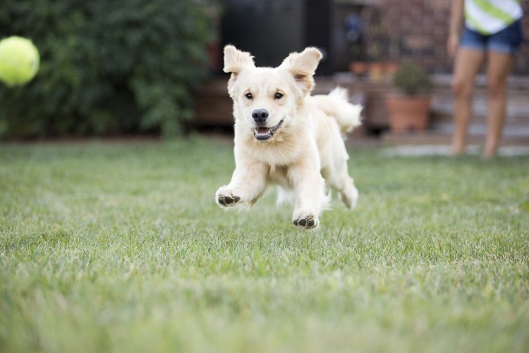 Собака на даче