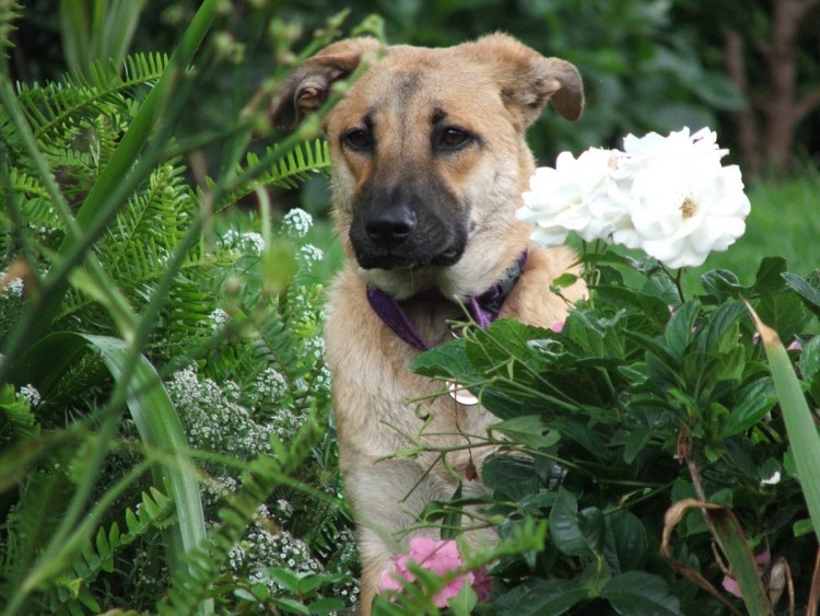 Зенненхунд собака