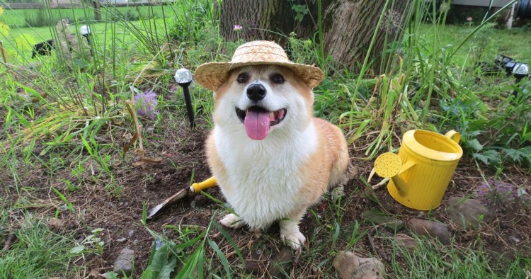 Собака в огороде