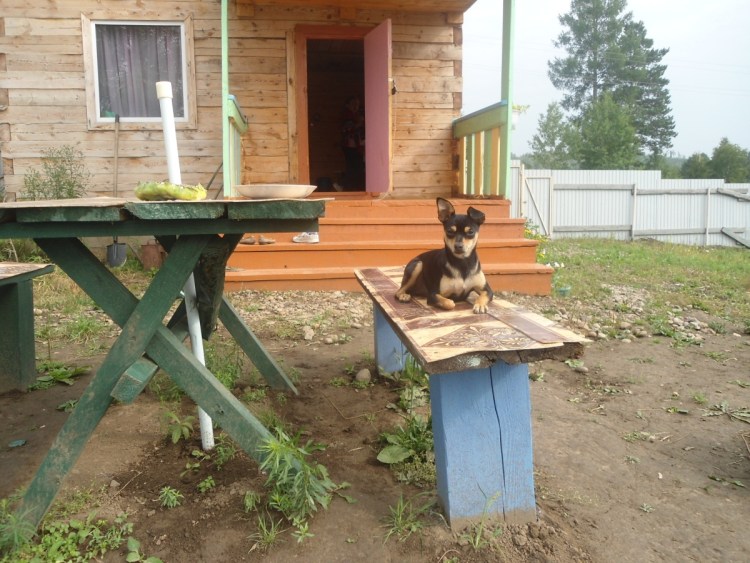 Собаки на дачном участке