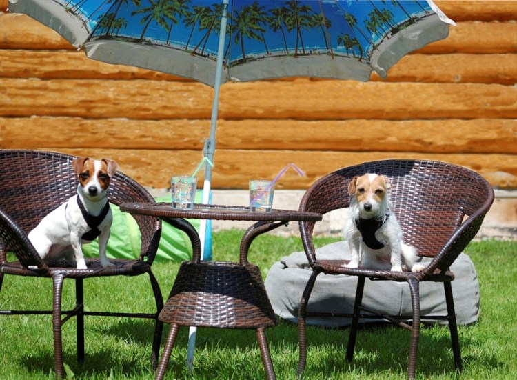 Трава опасная для собак