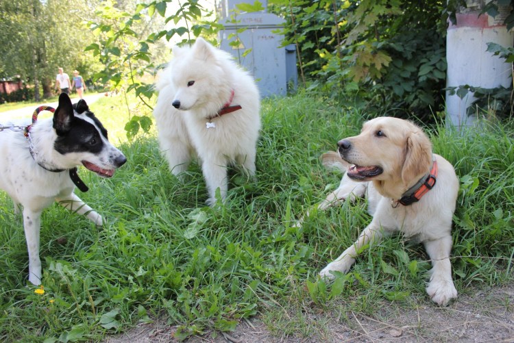 Ограждение клумбы от собаки