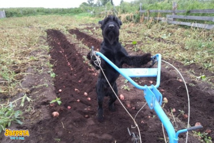 Забор для собак на участке