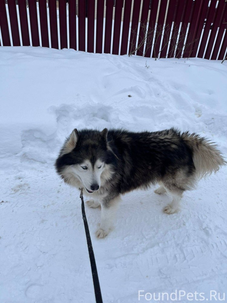 Вольер для собаки на участке