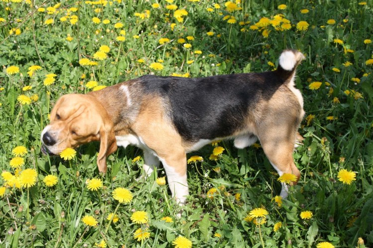 Дачные собаки