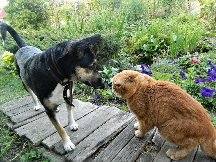 Собака и кошка на даче