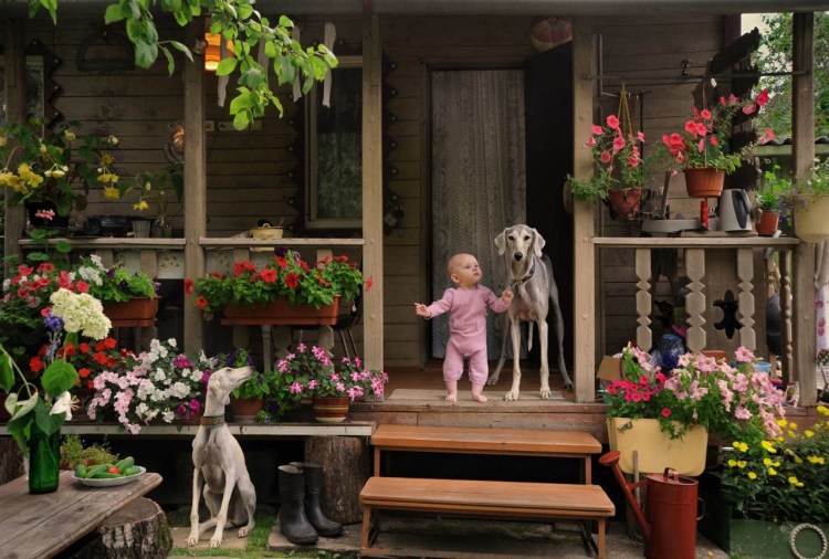 Собака в огороде