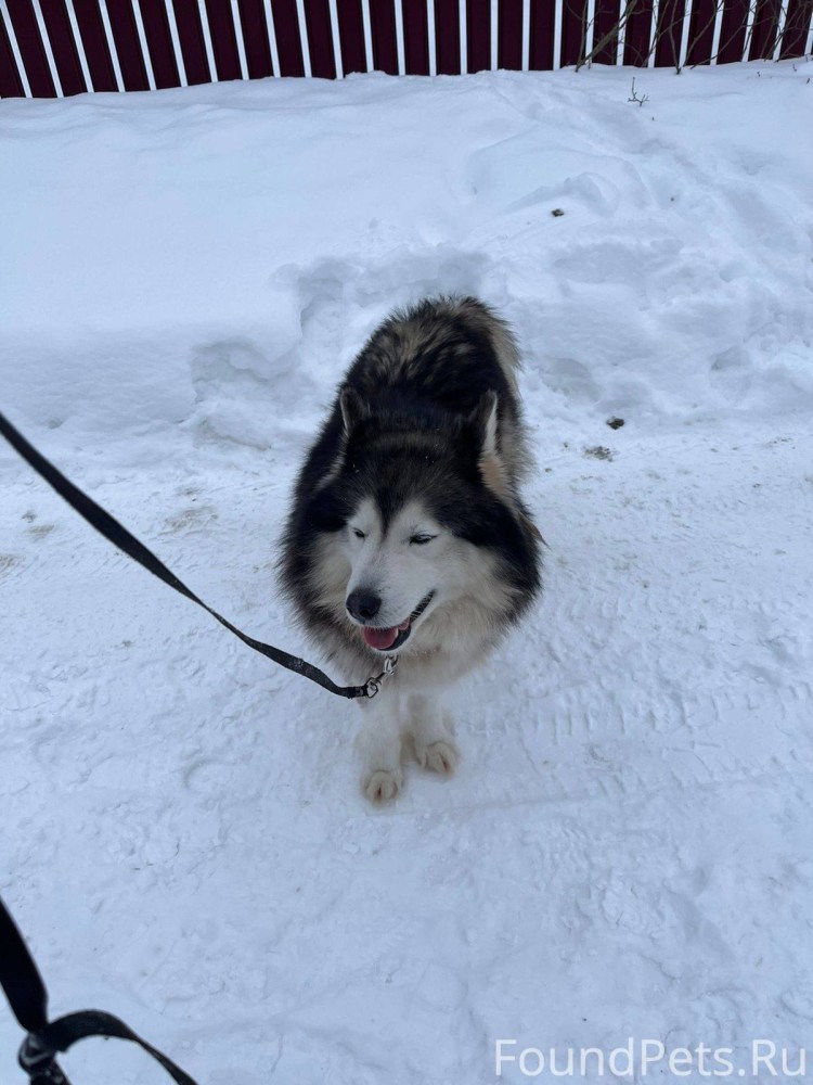 Собака в шляпе на даче