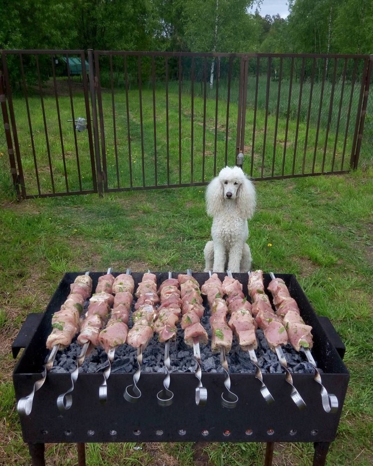 Будка для алабая