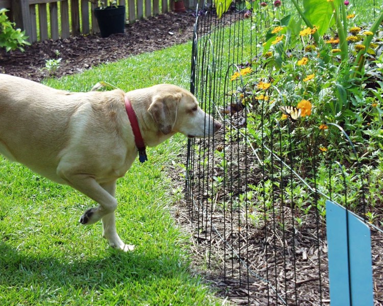 Собака с конурой