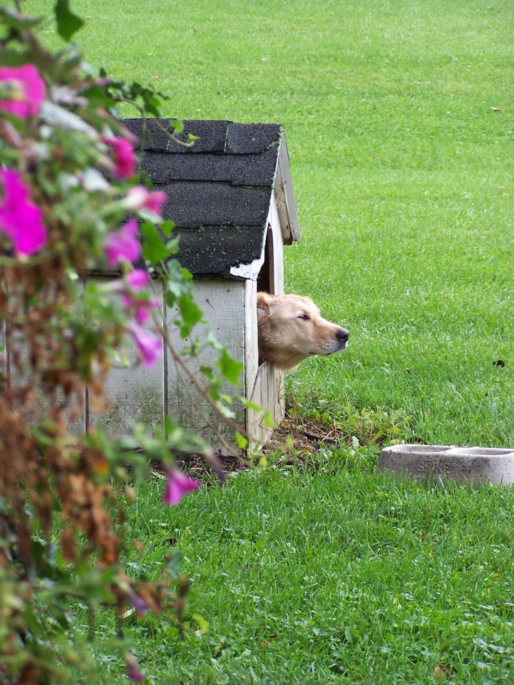 Дачные участки с собачкой
