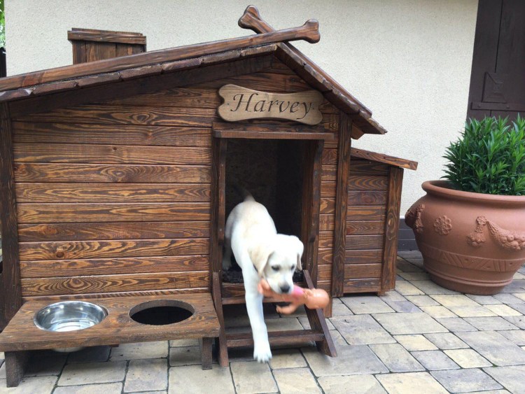 Вольер для собаки вдоль забора