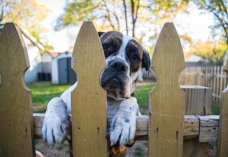 Ограждение огорода от собаки
