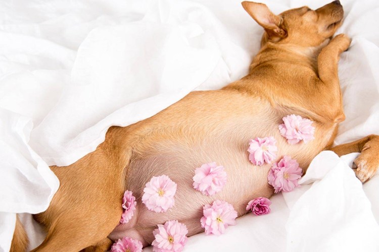 Припухлость соска у собаки