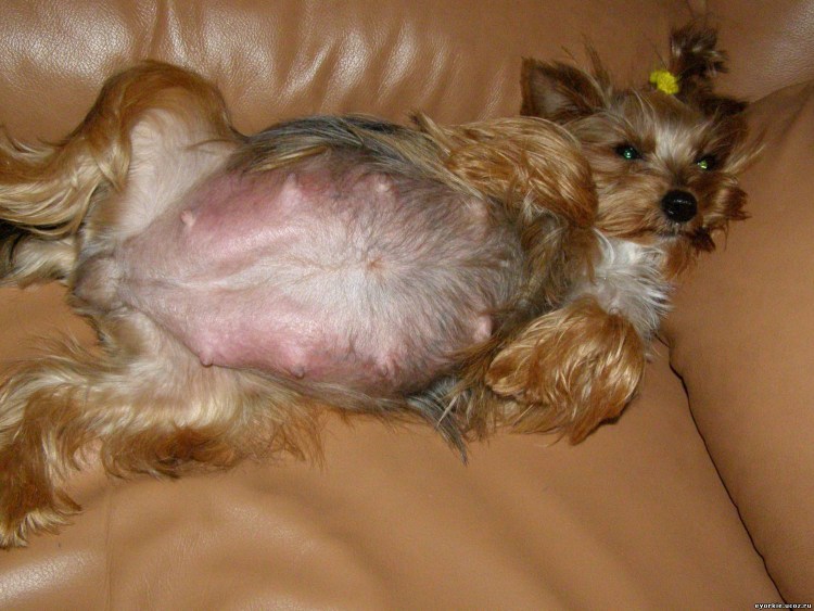 Календарь вязок и родов у собак