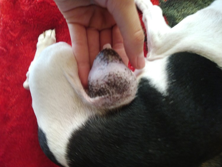 Трусы для животных