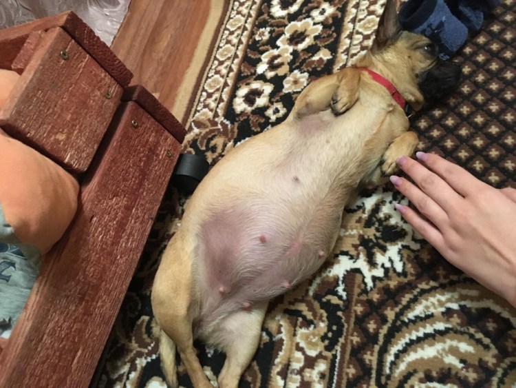 Трусы для течки у собак чихуахуа