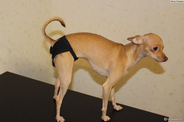Трусы для течки у собак чихуахуа
