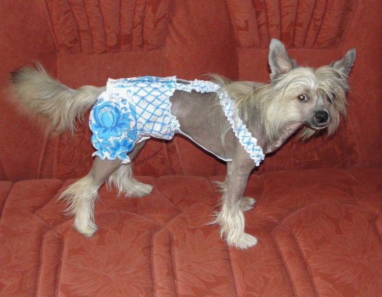 Как определить пол щенка