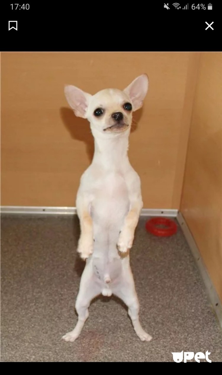 Чихуахуа голова строение