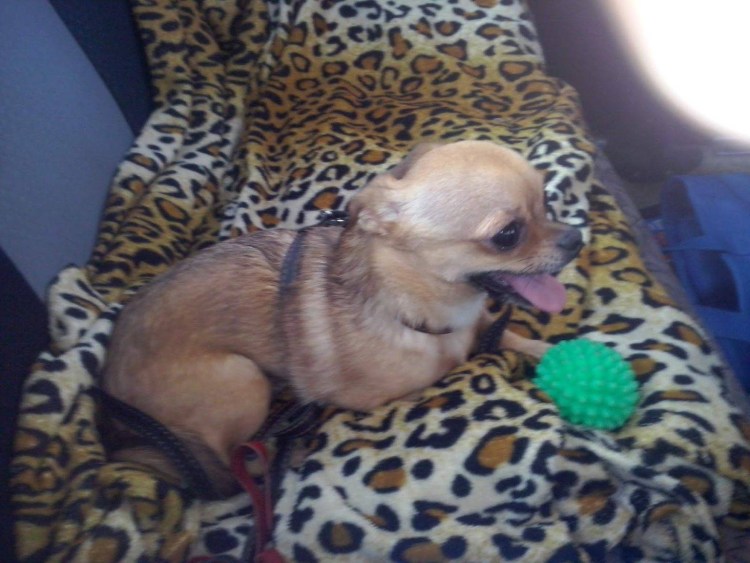 Течка у собак средних пород