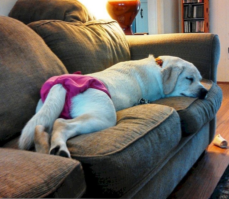 Самка "лабрадор"