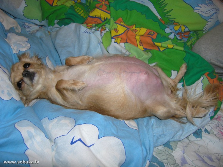 Периодичность течки у собак мелких пород